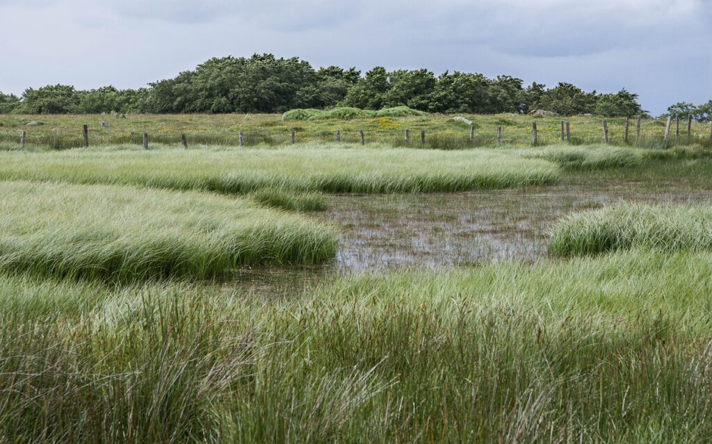aubrac, nature, bog, swamp, swampy, lake