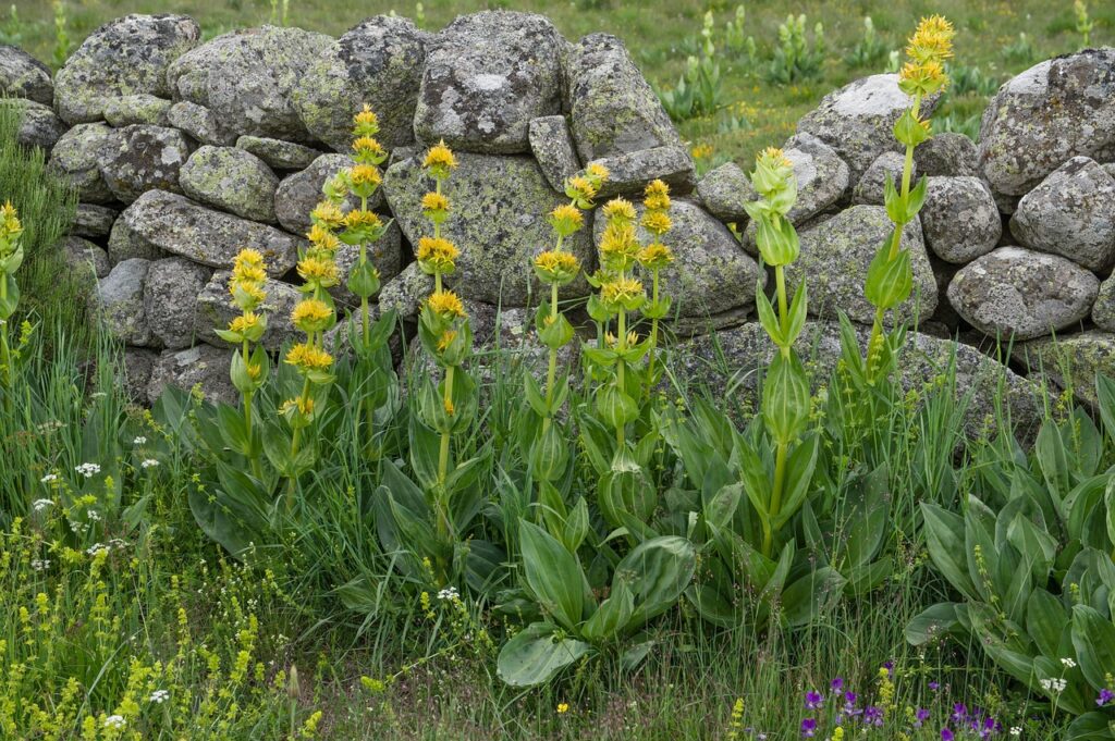 aubrac, low wall, gentians, fencing, granite