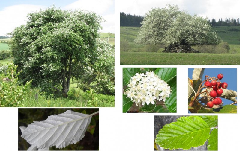 amelanchier-a-feuilles-ovales