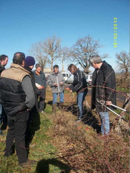 Naucelle : démonstration de taille de formation des jeunes plants